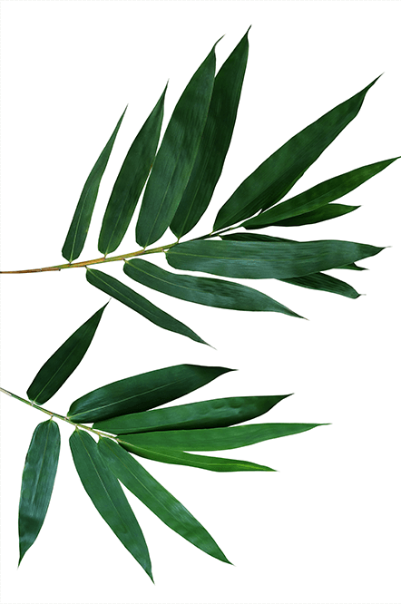 bamboo