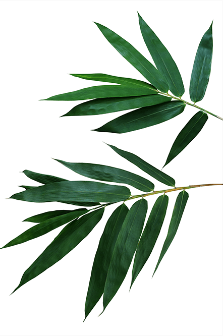 bamboo